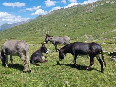 Esel auf der Sommerweide in Ischgl